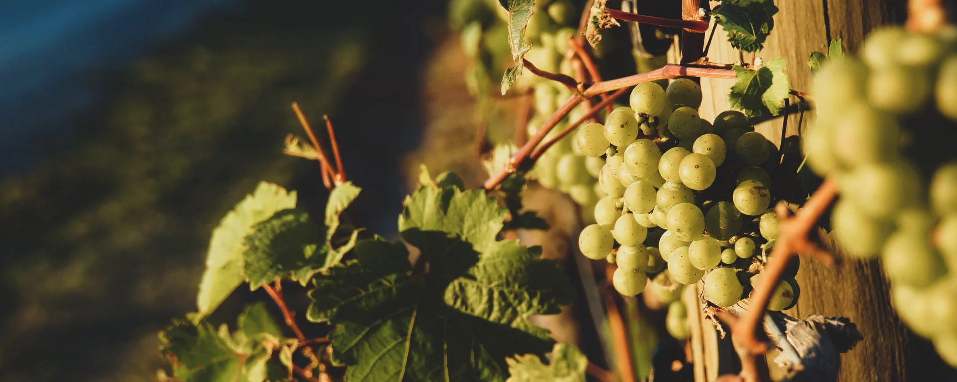 Im Reich der Reben: eine aromatische Entdeckungsreise