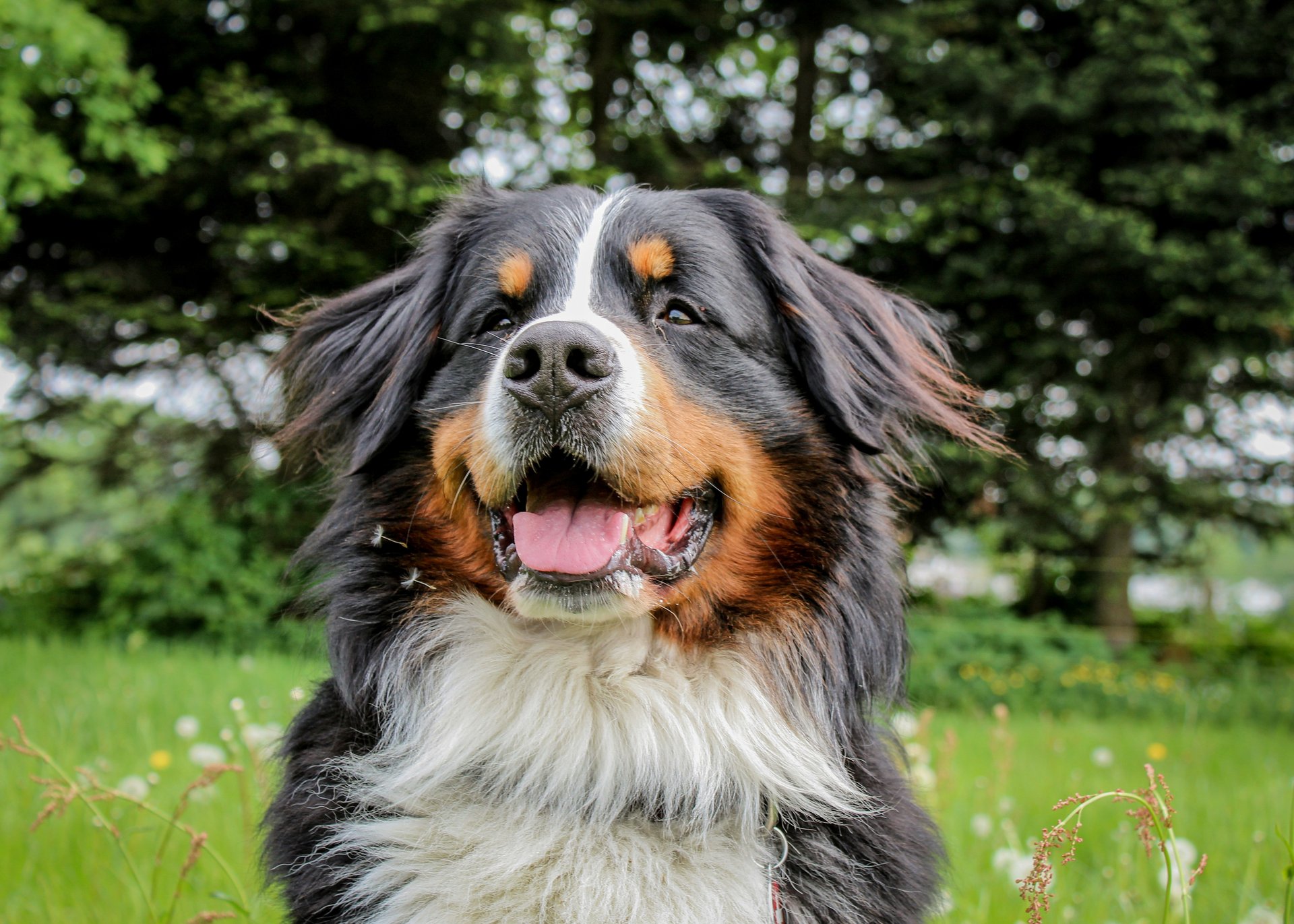 Ihr Hundehotel bei Meran